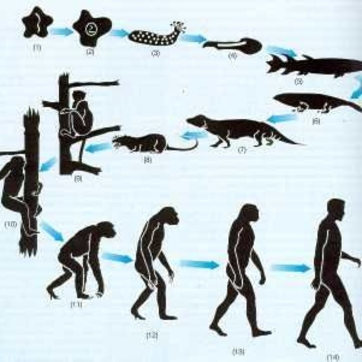 Teor As De La Evoluci N Y Origen De La Vida Timeline Timetoast Timelines Sexiz Pix