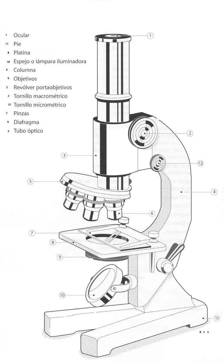 Microscopio Binocular Y Sus Partes