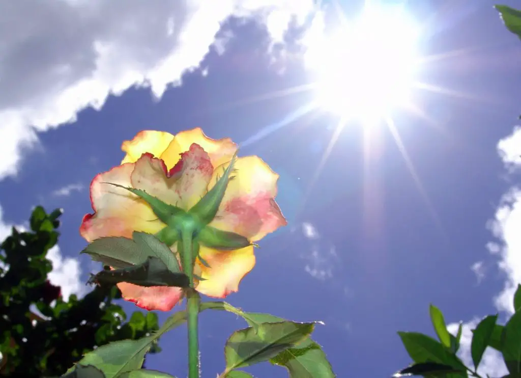 Como se benefician las plantas del sol como ser vivo