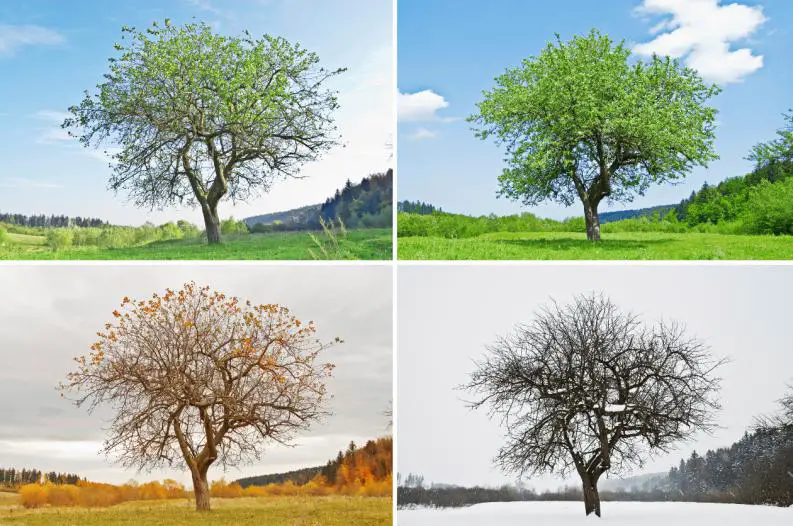 ¿Conoces Las Estaciones Del Año? Descubre Todo De Ellas Aquí