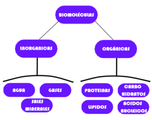 Biomoléculas: ¿Qué son?, Características, Tipos, Función, Importancia