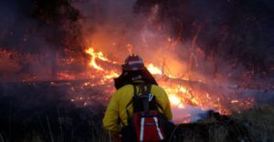 Incendios Forestales: ¿Qué son?, Tipos, Causas, Consecuencias y Más