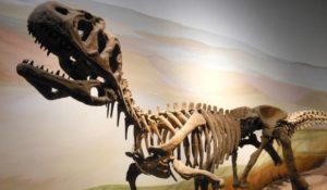 Paleontología, lo que aún no sabes de esta ciencia