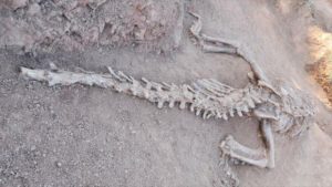 Paleontología, lo que aún no sabes de esta ciencia