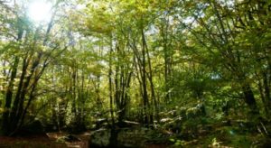 Descubre todo sobre los Bosques, uno de los Ecosistemas de la Tierra
