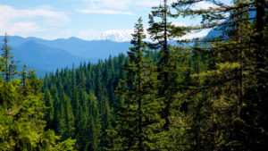 Descubre todo sobre los Bosques, uno de los Ecosistemas de la Tierra