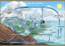 ciclo del carbono y mas