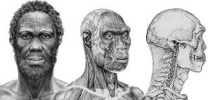 Evolución del Hombre: ¿Qué es?, características, etapas y más