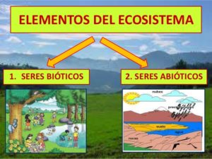 Ecosistema: ¿Qué es?, Tipos, Características, Importancia y Más