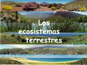 Ecosistema: ¿Qué es?, Tipos, Características, Importancia y Más