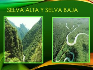 Amazonia: ubicación, ¿Qué es? relieve, flora, fauna y más