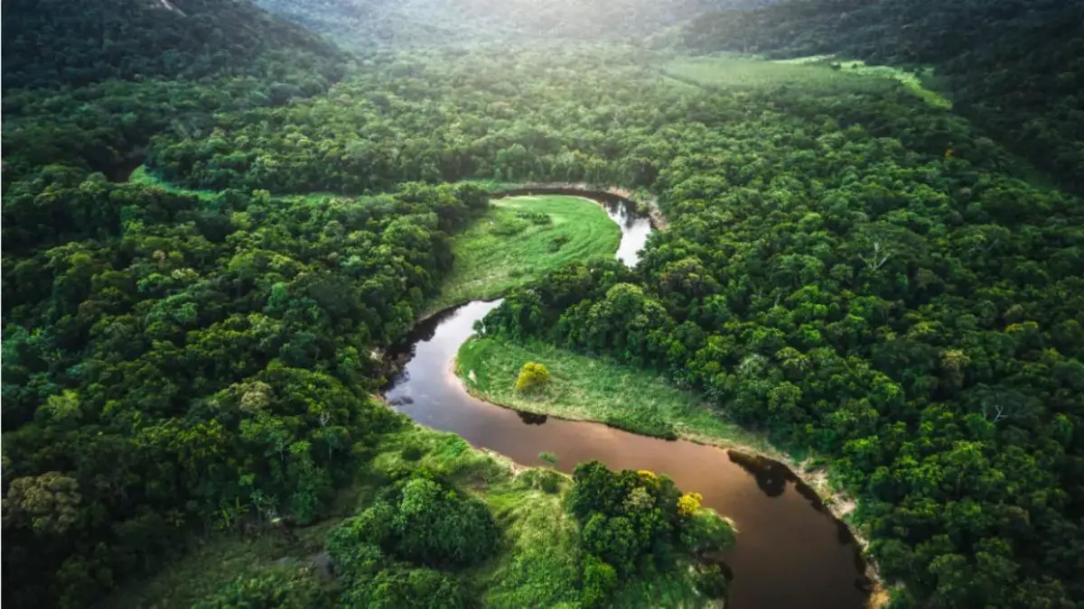 Amazonia Ubicación, ¿Qué Es? Relieve, Flora, Fauna Y Más