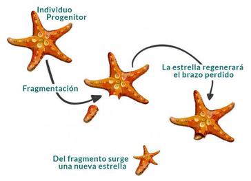 El fascinante ciclo de vida de la estrella de mar - Humac