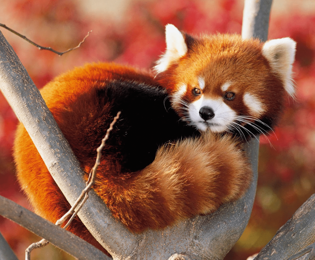 Panda Rojo 1