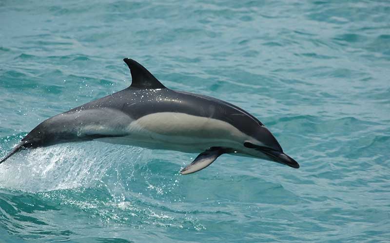 delfin-comun