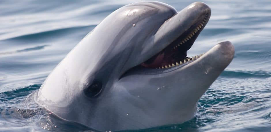 delfin-nariz-de-botella